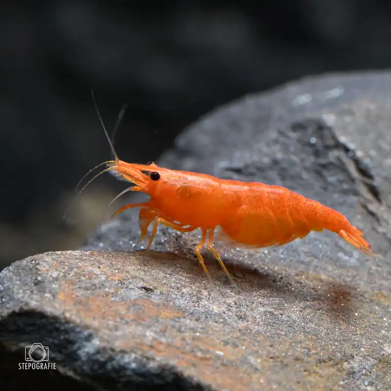 Sakura Garnele orange (Neocaridina davidi var.) Beliebt